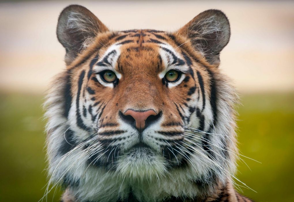 tiger